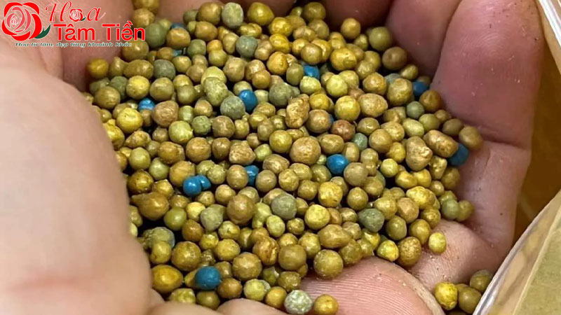 6 loại phân bón lan hồ điệp tốt nhất hiện nay nên chọn