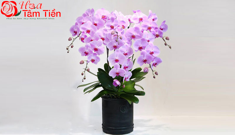 Hướng dẫn cách cắm lan hồ điệp 9 cành chi tiết