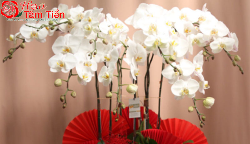 Hướng dẫn cách cắm lan hồ điệp 9 cành chi tiết