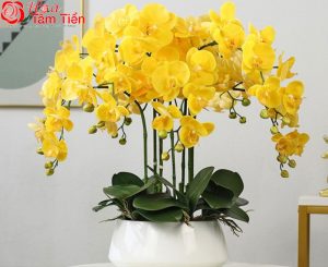 Hoa Tâm Tiền