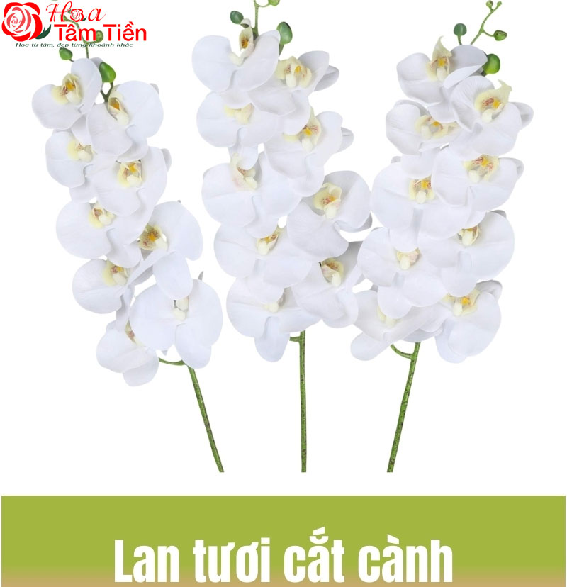 Hướng dẫn cách cắm lan hồ điệp 9 cành chi tiết