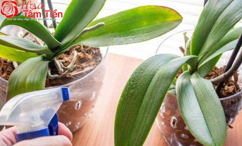 Cách chăm sóc lan hồ điệp đang ngồng hoa