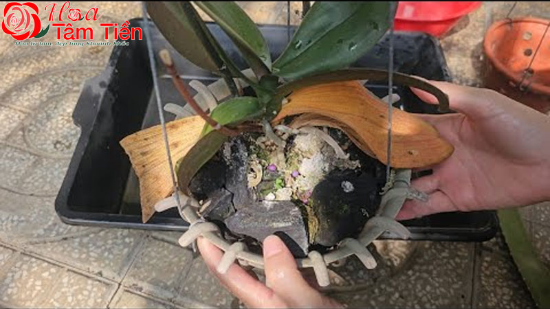 Hướng dẫn cách chăm sóc lan hồ điệp trong nhà