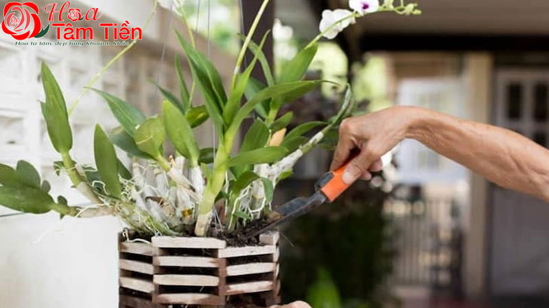 Hướng dẫn cách làm cho lan hồ điệp ra cây con nhanh và khoẻ