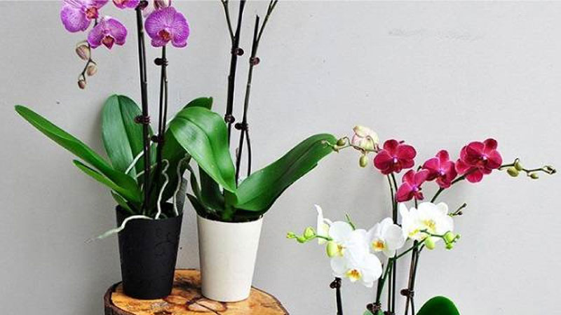 Hướng dẫn cách làm cho lan hồ điệp ra cây con nhanh và khoẻ