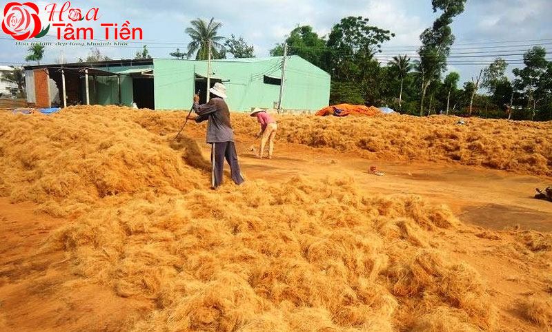 Hướng dẫn cách làm đất trồng hoa lan hồ điệp