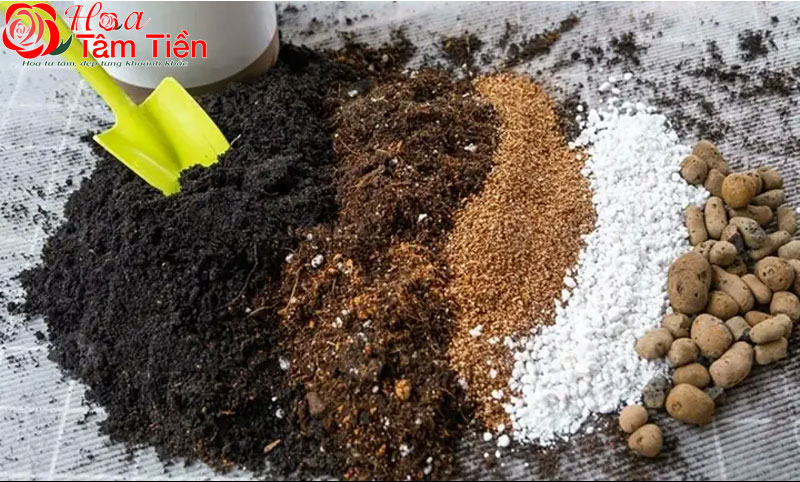 Hướng dẫn cách làm đất trồng hoa lan hồ điệp