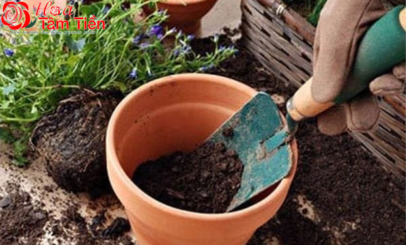Hướng dẫn cách làm đất trồng hoa lan hồ điệp