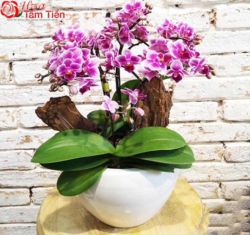 Khám phá bảng giá chậu sứ trồng lan hồ điệp các loại