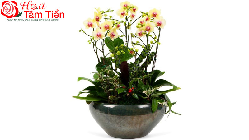 Khám phá bảng giá chậu sứ trồng lan hồ điệp các loại