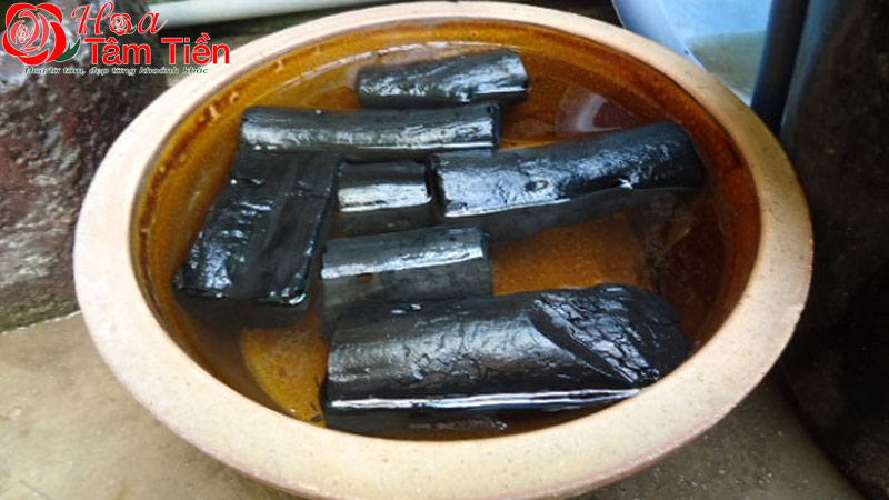 Cách làm giá thể trồng lan hồ điệp chuẩn kỹ thuật