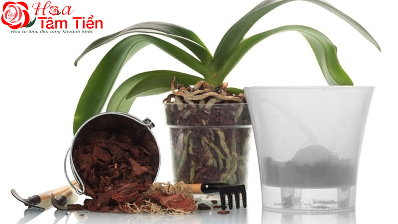 Cách làm giá thể trồng lan hồ điệp chuẩn kỹ thuật