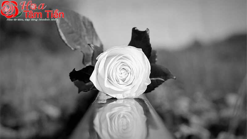 Tìm hiểu ý nghĩa của hoa hồng trắng đám tang