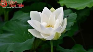 Hoa Tâm Tiền