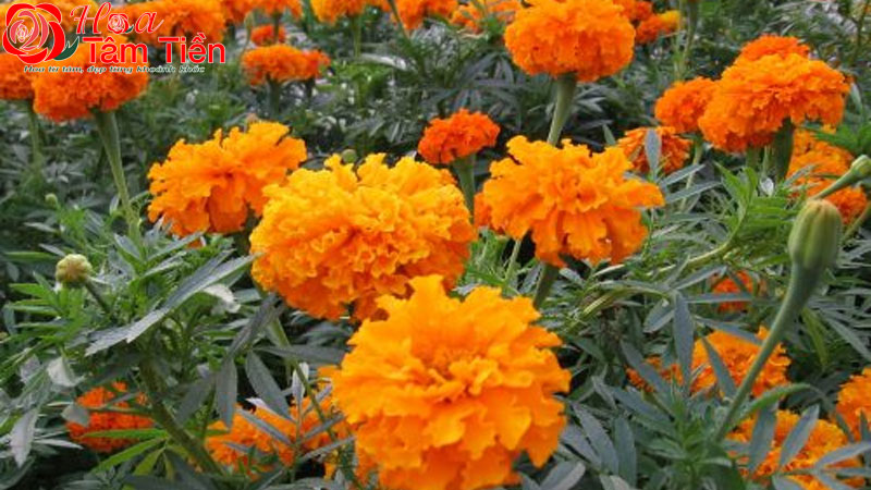 Tổng hợp những loài hoa tượng trưng cho đám tang phổ biến