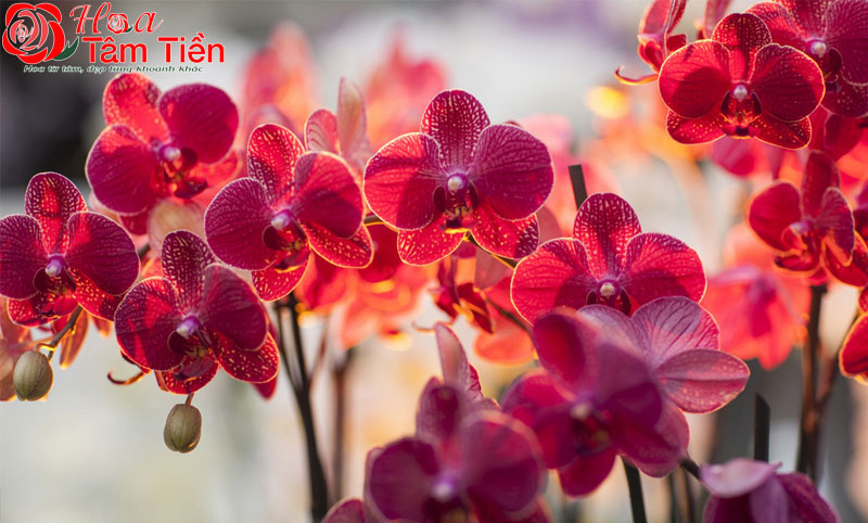 Lan hồ điệp đỏ: Đặc điểm, ý nghĩa và cách chăm sóc
