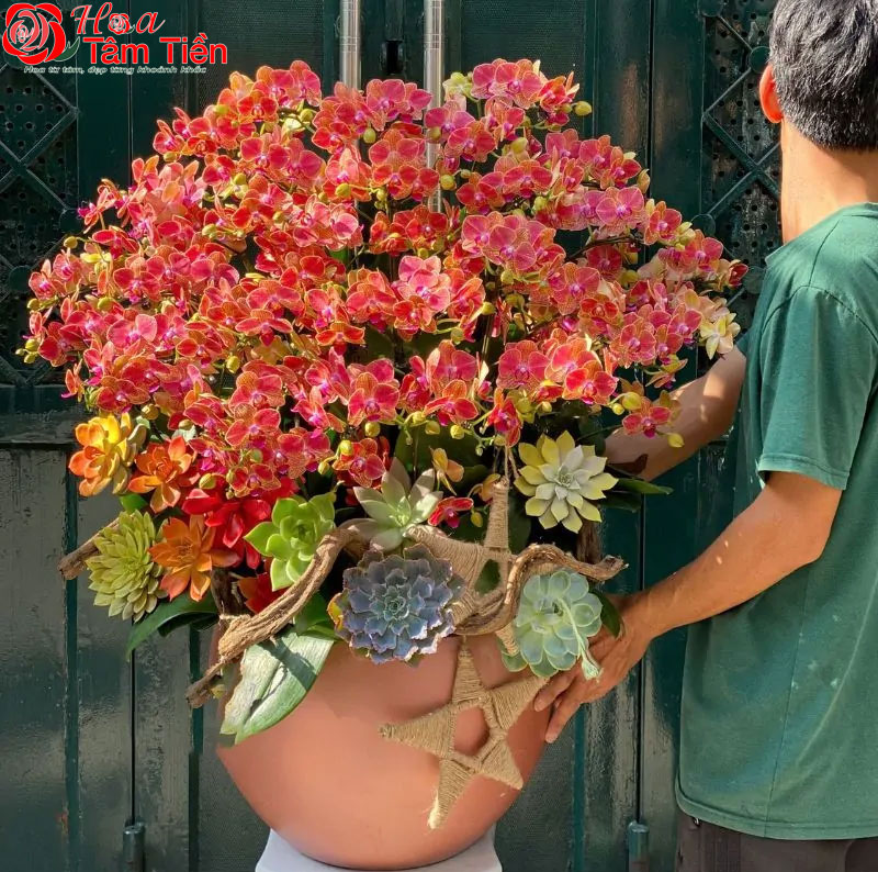 Hoa Tâm Tiền