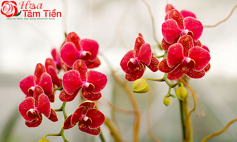 Lan hồ điệp đỏ: Đặc điểm, ý nghĩa và cách chăm sóc