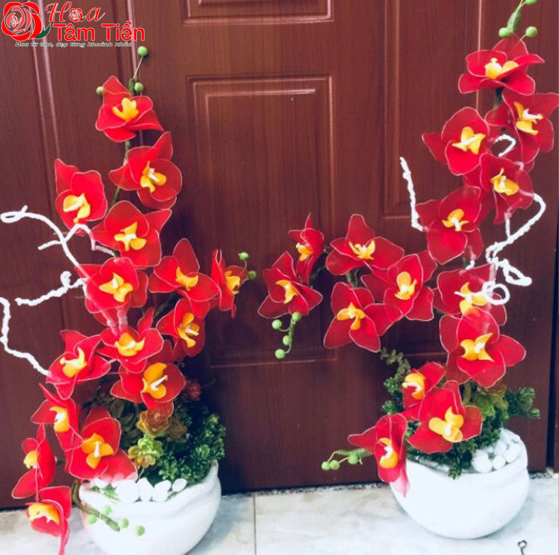 Lan hồ điệp đỏ: Đặc điểm, ý nghĩa và cách chăm sóc