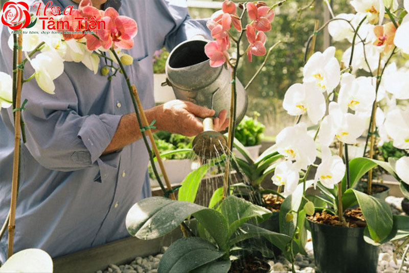 Lan hồ điệp đỏ: Đặc điểm, ý nghĩa và cách chăm sóc