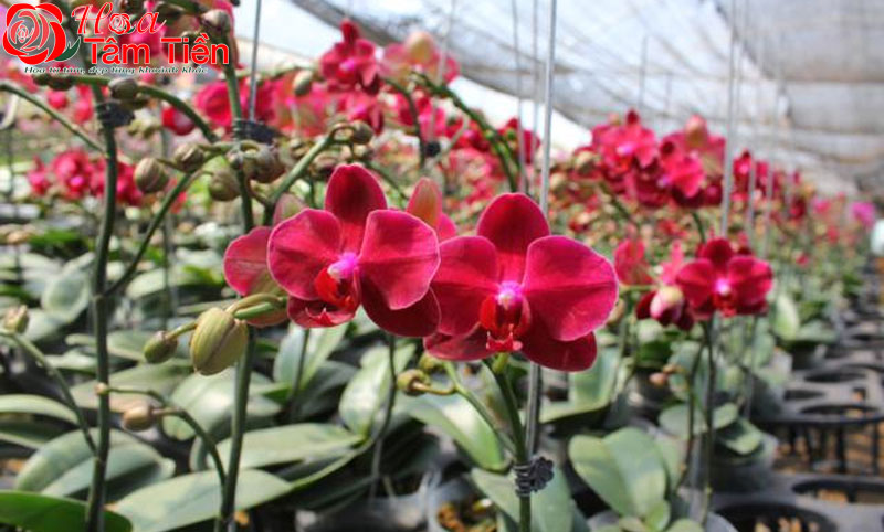 Lan hồ điệp đỏ: Đặc điểm, ý nghĩa và cách chăm sóc