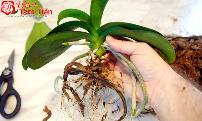 Cách sang chậu lan hồ điệp cho cây phát triển tốt