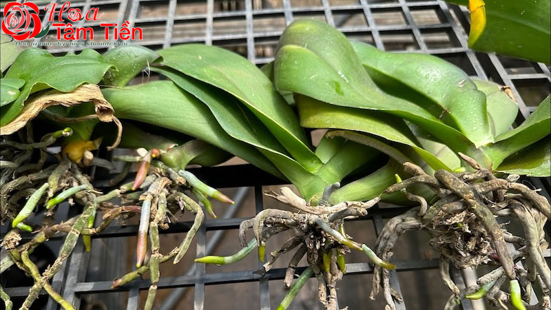 Cách sang chậu lan hồ điệp cho cây phát triển tốt