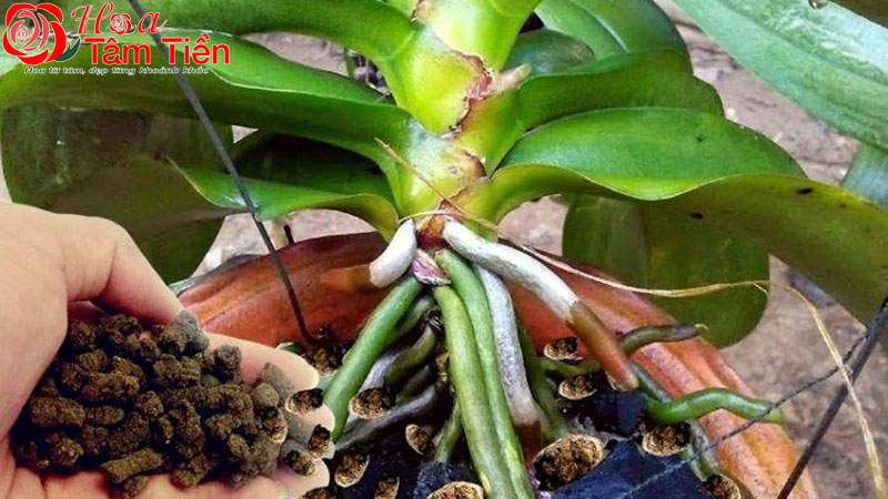 Cách sang chậu lan hồ điệp cho cây phát triển tốt