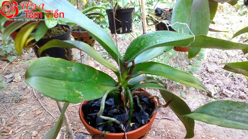 Cách sang chậu lan hồ điệp cho cây phát triển tốt