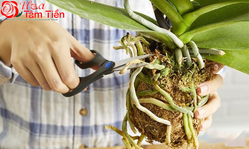 Cách sang chậu lan hồ điệp cho cây phát triển tốt