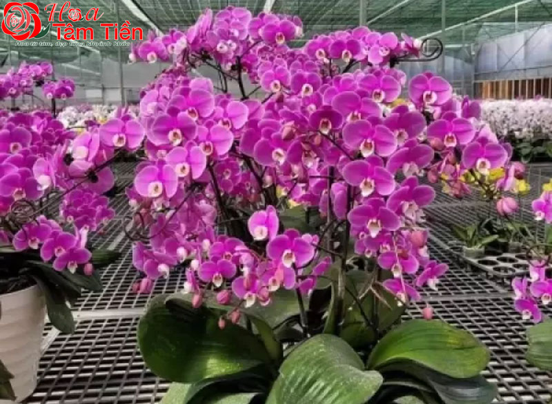 Hồ điệp băng băng: Nguồn gốc, đặc điểm và cách chăm sóc