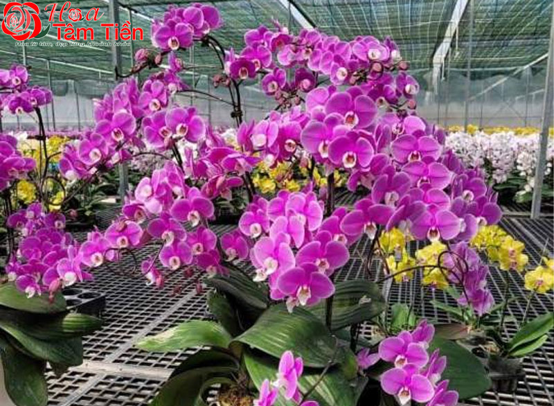 Hồ điệp băng băng: Nguồn gốc, đặc điểm và cách chăm sóc