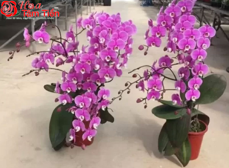 Hoa Tâm Tiền