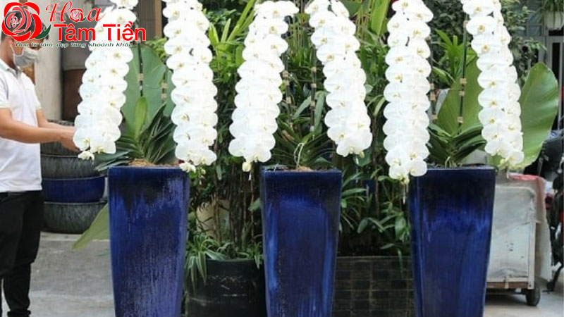 Lan hồ điệp khủng long: Đặc điểm, ý nghĩa và cách chăm sóc