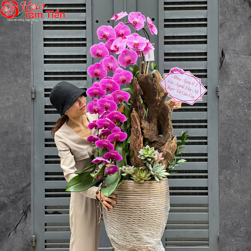 Lan hồ điệp khủng long: Đặc điểm, ý nghĩa và cách chăm sóc