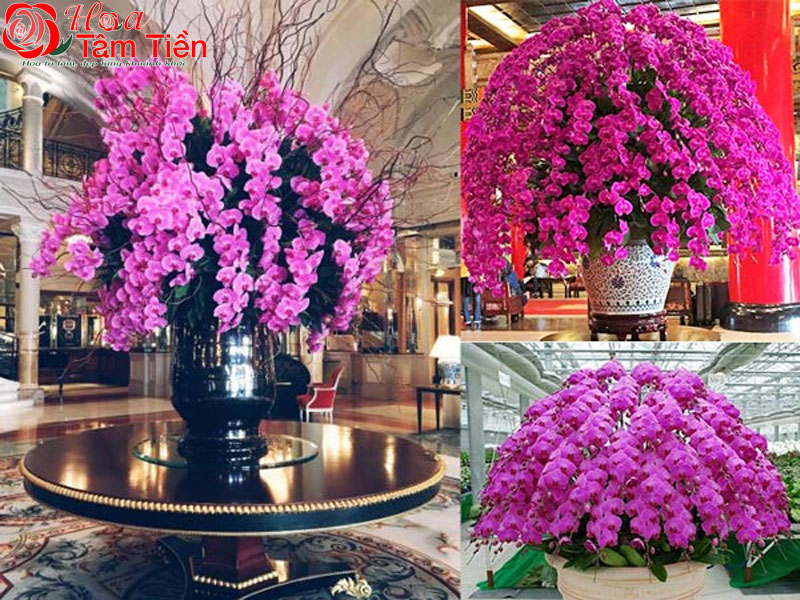 Lan hồ điệp khủng long: Đặc điểm, ý nghĩa và cách chăm sóc