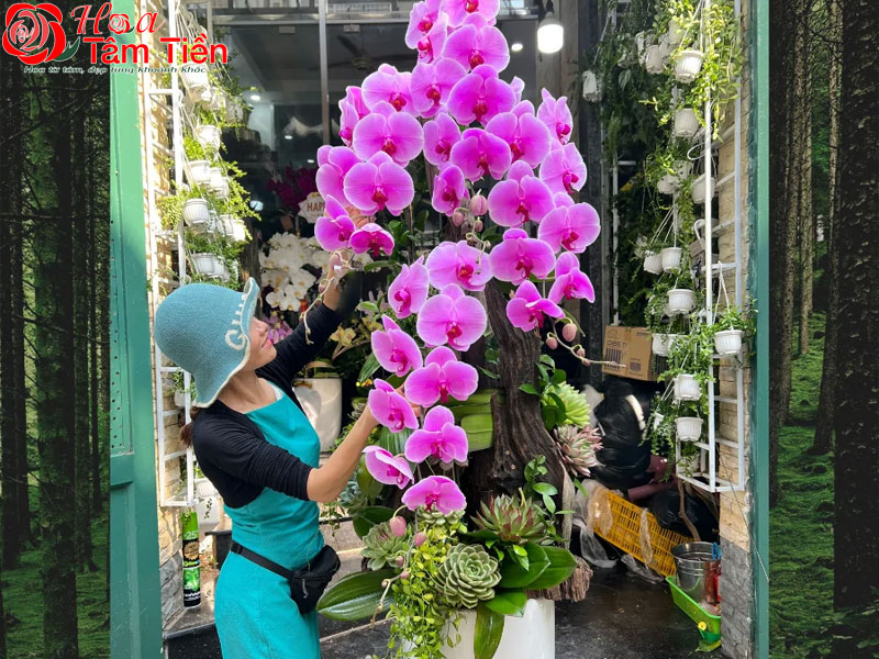 Lan hồ điệp khủng long: Đặc điểm, ý nghĩa và cách chăm sóc