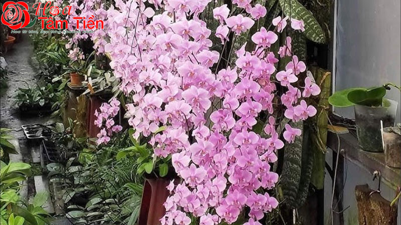 Đặc điểm, ý nghĩa cách chăm sóc lan hồ điệp trăm hoa