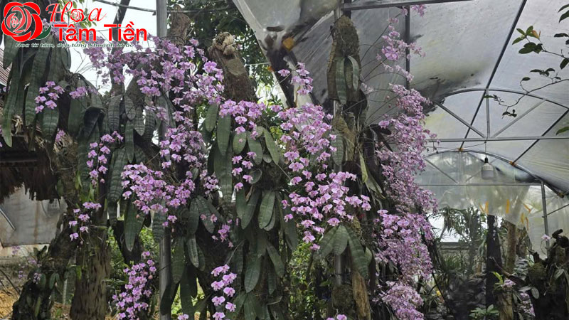 Đặc điểm, ý nghĩa cách chăm sóc lan hồ điệp trăm hoa