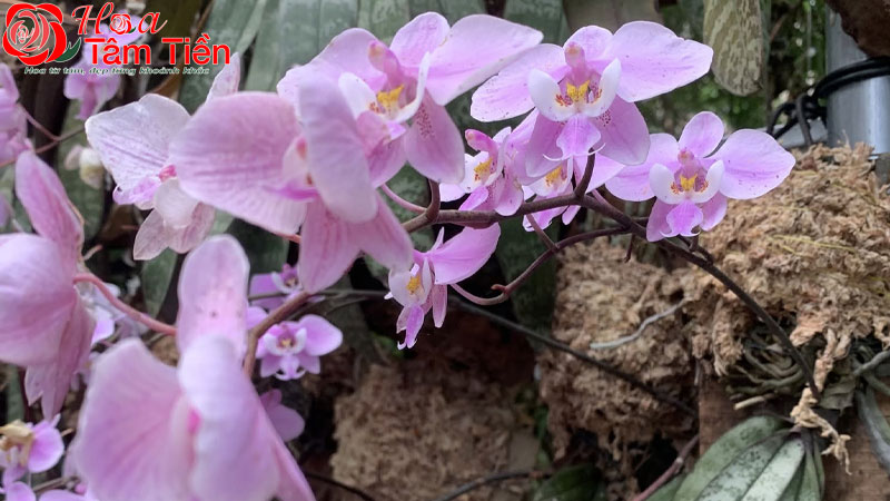 Đặc điểm, ý nghĩa cách chăm sóc lan hồ điệp trăm hoa