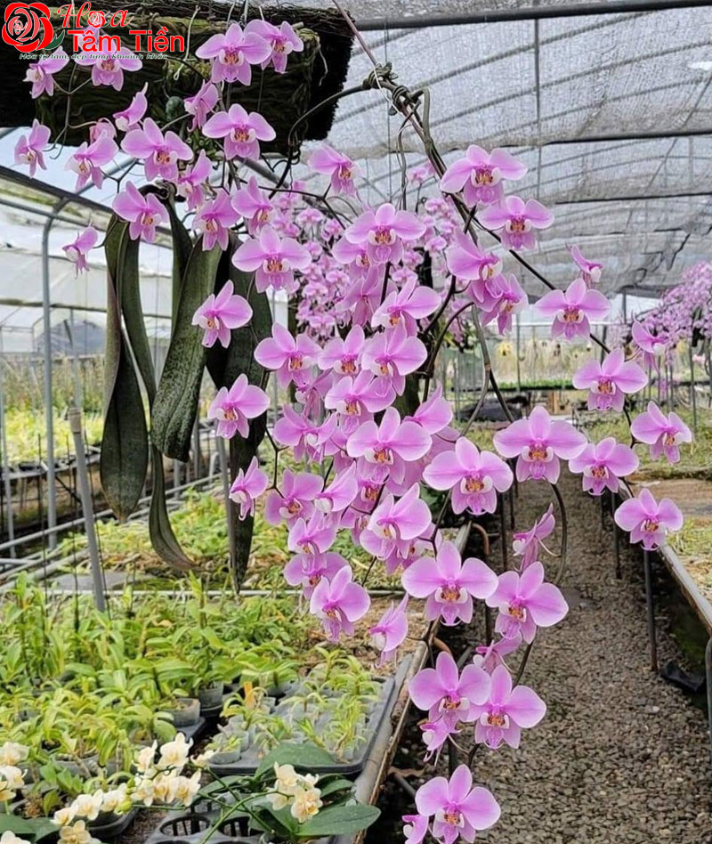 Đặc điểm, ý nghĩa cách chăm sóc lan hồ điệp trăm hoa