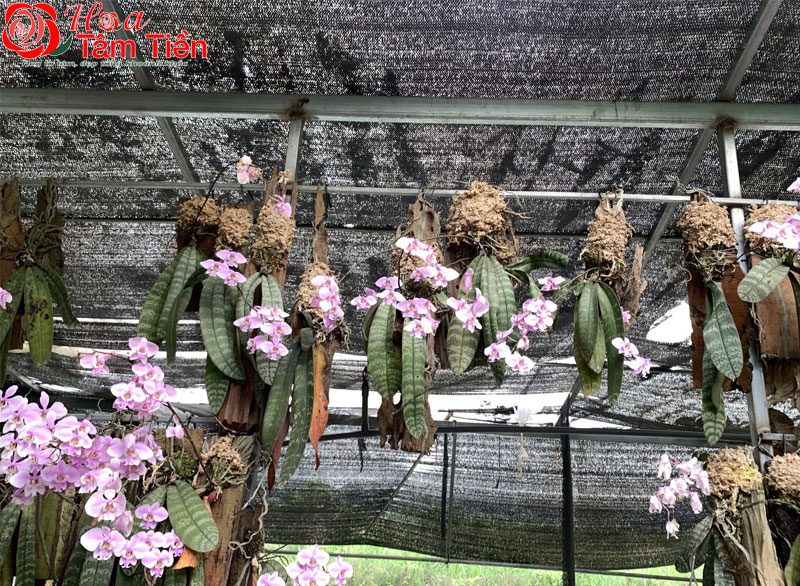 Đặc điểm, ý nghĩa cách chăm sóc lan hồ điệp trăm hoa