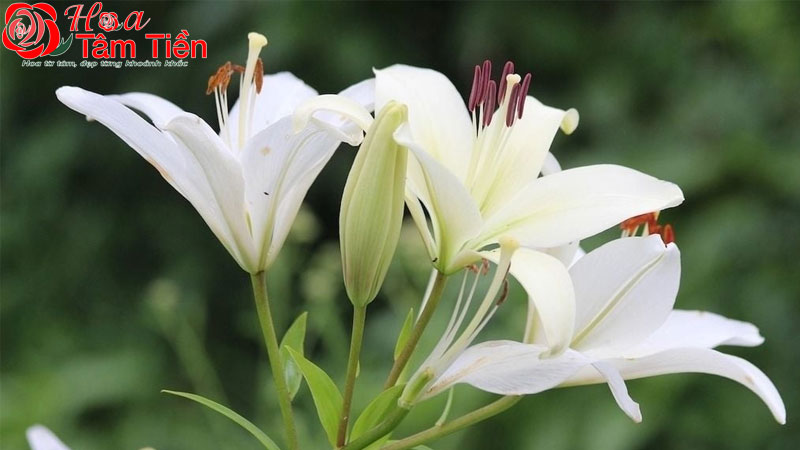 6+ loại hoa bàn thờ đám tang ý nghĩa và cách trang trí đẹp