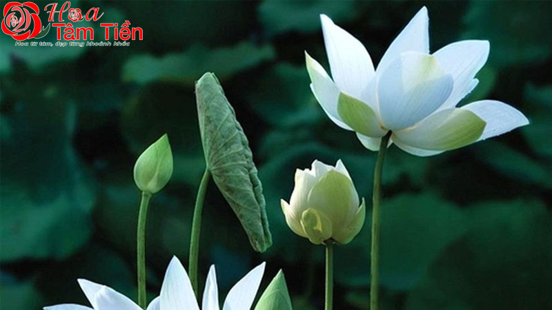 6+ loại hoa bàn thờ đám tang ý nghĩa và cách trang trí đẹp