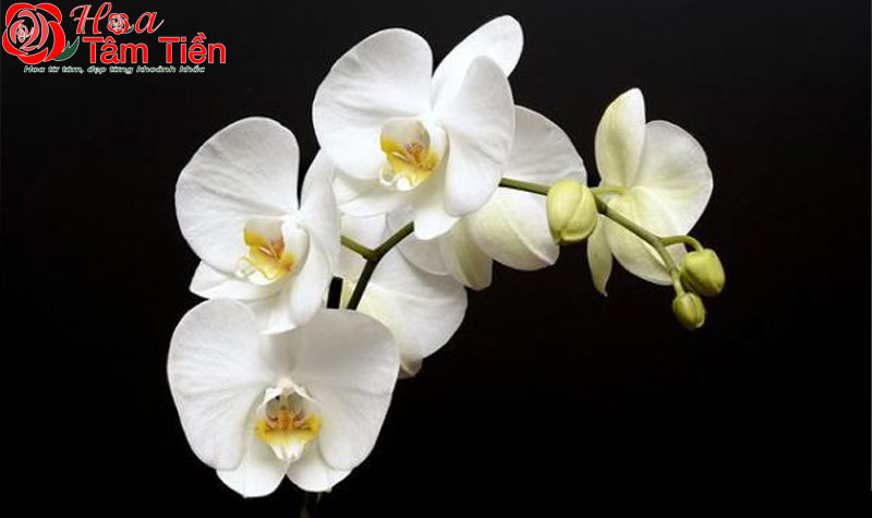 Hoa đặt trên quan tài: Ý nghĩa và cách cắm phù hợp
