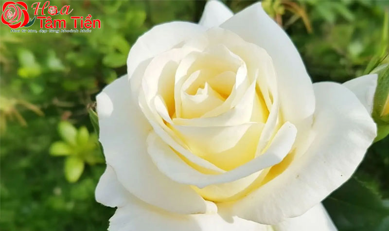 Hoa đặt trên quan tài: Ý nghĩa và cách cắm phù hợp
