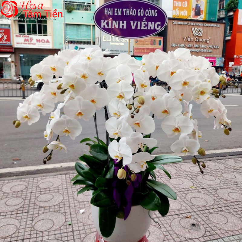 Tìm hiểu ý nghĩa của hoa lan trắng đám tang