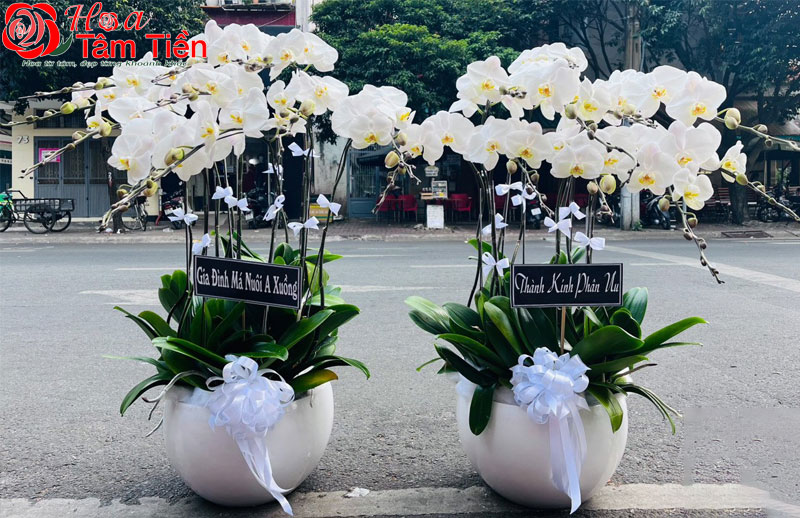 Tìm hiểu ý nghĩa của hoa lan trắng đám tang