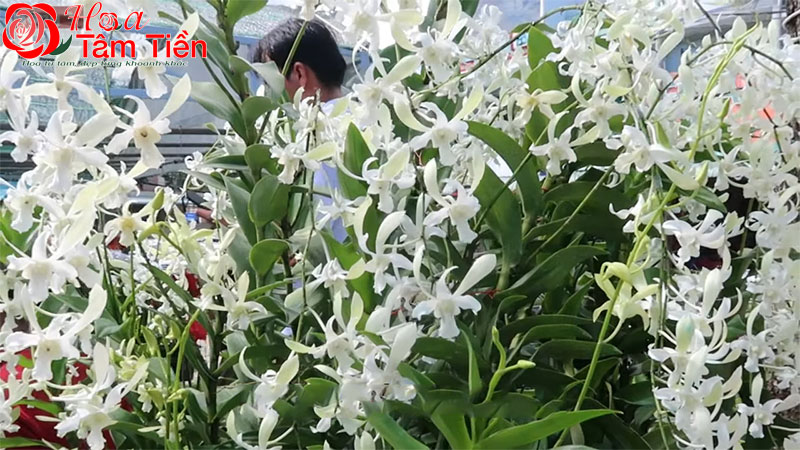 Tìm hiểu ý nghĩa của hoa lan trắng đám tang