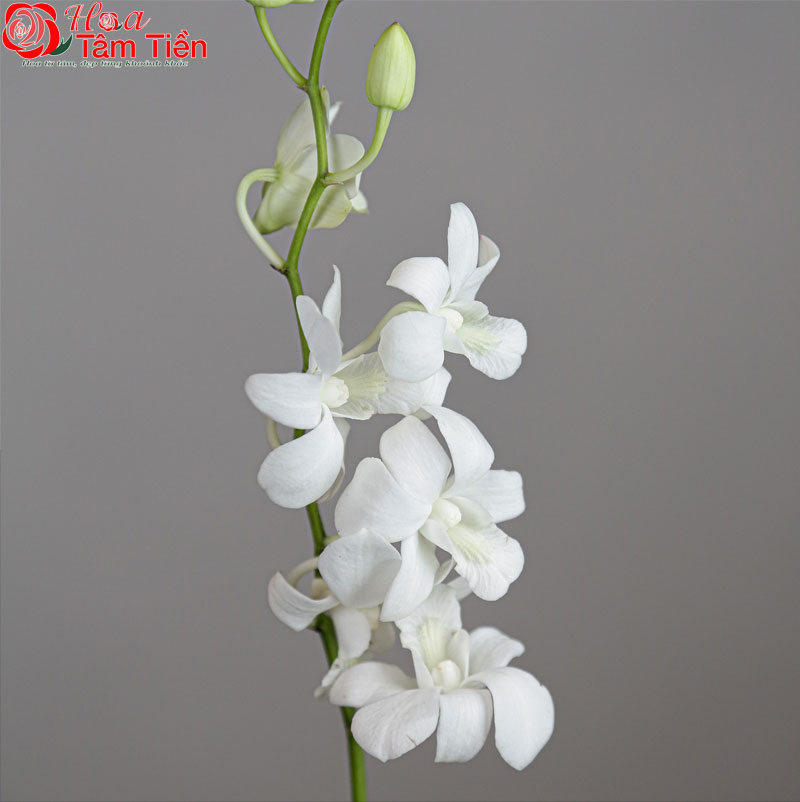 Tìm hiểu ý nghĩa của hoa lan trắng đám tang